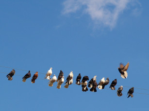 Картинка животные голуби