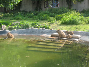 Картинка животные капибары ккпибары