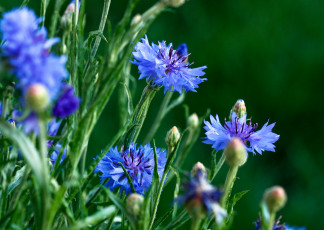 Картинка цветы васильки синий