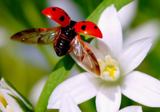 Картинка животные божьи коровки цветок крылья полет