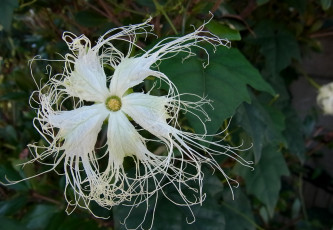 Картинка цветы оригинальный белый