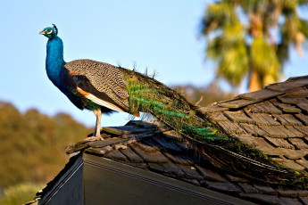 Картинка животные павлины хвост перья