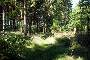 Картинка дания krusа природа лес