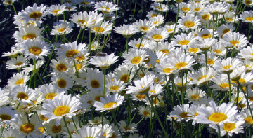 Картинка цветы ромашки белый лепестки