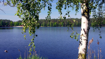 Картинка природа реки озера береза вода