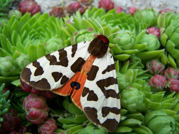 Обои картинки фото животные, бабочки, бабочка