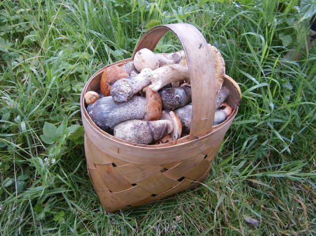 Обои картинки фото еда, грибы, грибные, блюда, книги, свет, нижнее, белье, оружие, туфли, постель, девушка