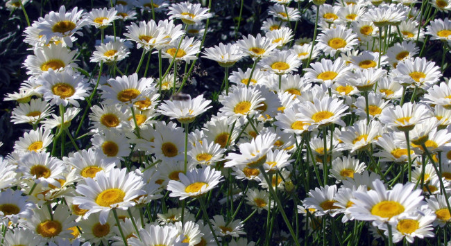 Обои картинки фото цветы, ромашки, белый, лепестки