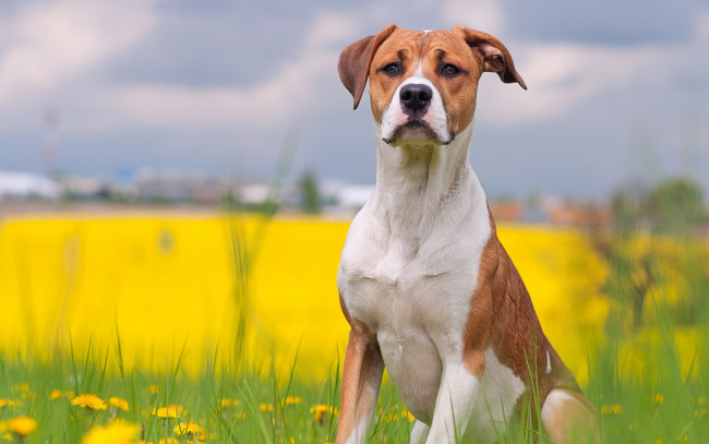 Обои картинки фото животные, собаки, собака, лето