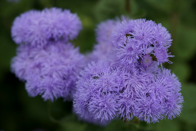 Обои картинки фото цветы, агератум, сиреневый, пушистый