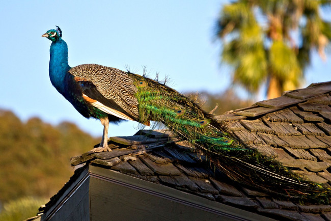 Обои картинки фото животные, павлины, хвост, перья
