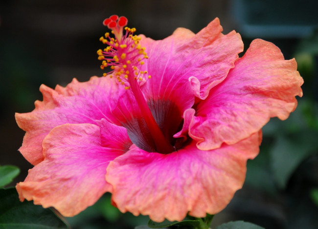 Обои картинки фото цветы, гибискусы, экзотика, лепестки