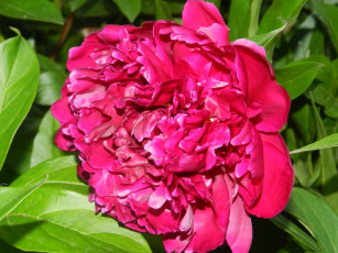 Картинка цветы пионы листья лепестки