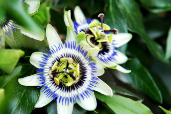 Картинка цветы пассифлора экзотика