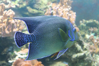 Картинка животные рыбы природа аквариум