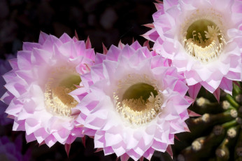 Картинка цветы кактусы макро