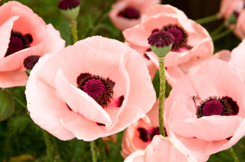 Картинка цветы маки розовый