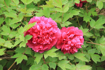 Картинка цветы пионы лепестки листья