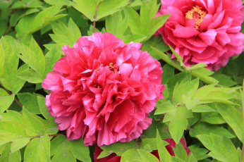 Картинка цветы пионы лепестки листья