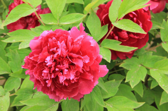 обоя цветы, пионы, листья, лепестки