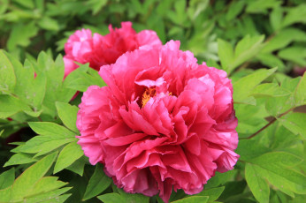 обоя цветы, пионы, листья, лепестки