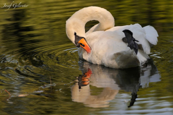 Картинка животные лебеди шипун отражение