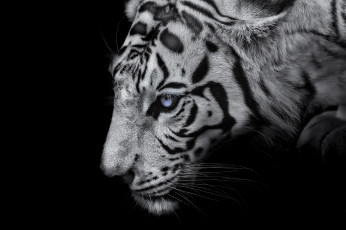 Картинка животные тигры морда