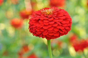 Картинка цветы цинния красный