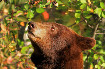 Картинка животные медведи барибал