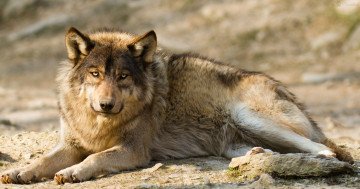 Картинка животные волки хищник