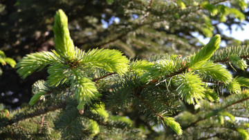 Картинка природа макро хвоя ветки ель