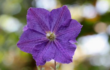 Картинка цветы клематис ломонос макро фиолетовый