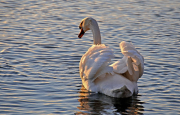 Картинка животные лебеди шипун