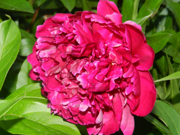 Обои картинки фото цветы, пионы, листья, лепестки