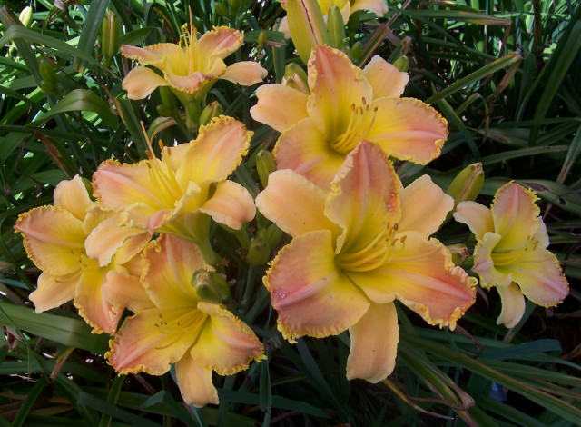 Обои картинки фото цветы, лилии, лилейники, лепестки, листья