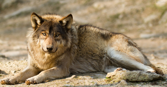 Обои картинки фото животные, волки, хищник