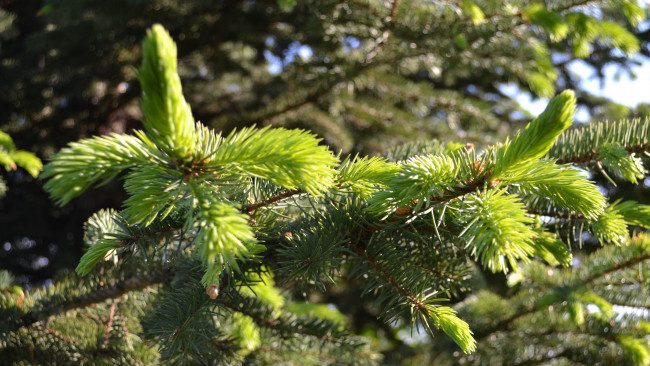 Обои картинки фото природа, макро, хвоя, ветки, ель