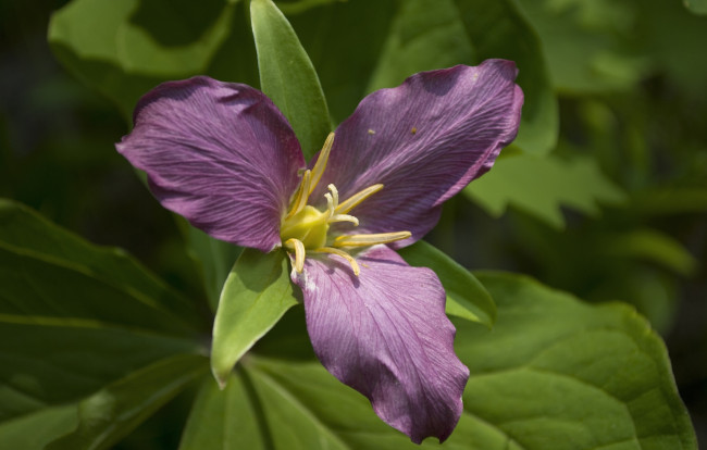 Обои картинки фото цветы, триллиумы, трилистник