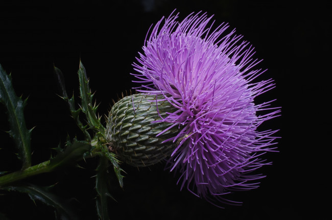 Обои картинки фото цветы, Чертополох, репейник, макро, чертополох