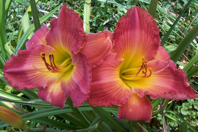 Обои картинки фото цветы, лилии, лилейники, листья, лепестки