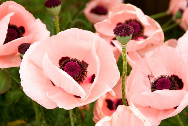 Обои картинки фото цветы, маки, розовый