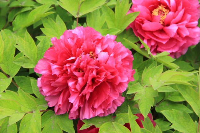 Обои картинки фото цветы, пионы, лепестки, листья