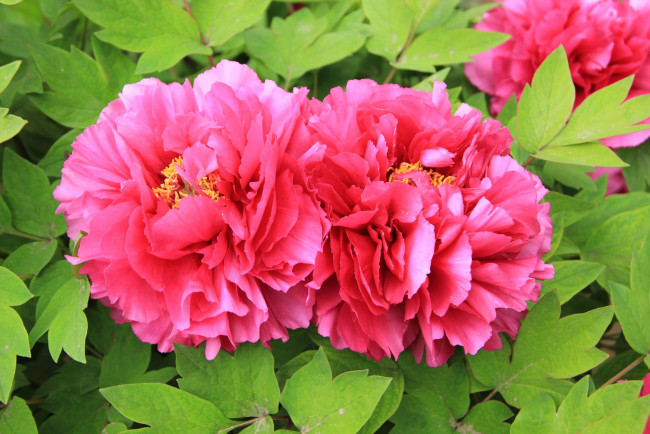 Обои картинки фото цветы, пионы, лепестки, листья