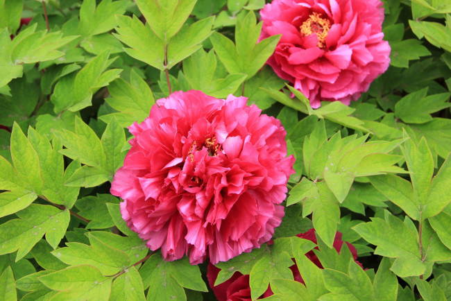 Обои картинки фото цветы, пионы, листья, лепестки