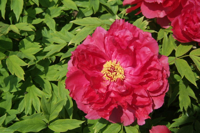 Обои картинки фото цветы, пионы, листья, лепестки