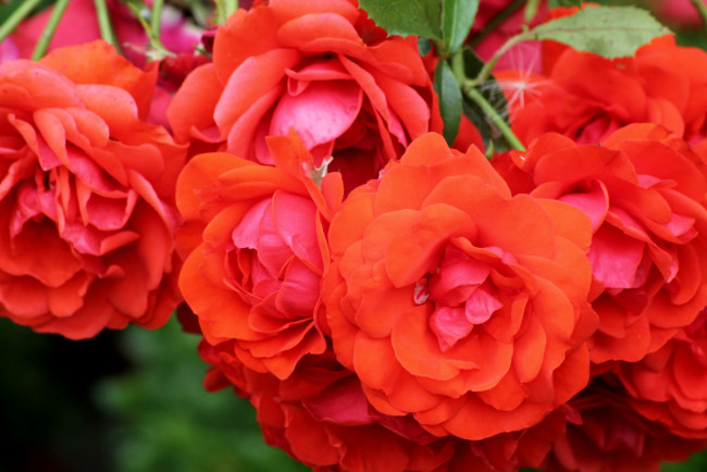 Обои картинки фото цветы, розы, красный