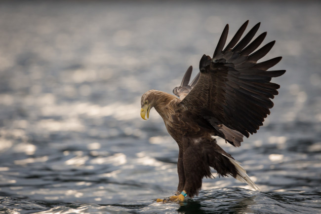 Обои картинки фото животные, птицы, хищники, орлан-белохвост