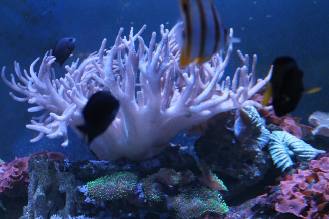 Обои картинки фото животные, рыбы, аквариум, природа