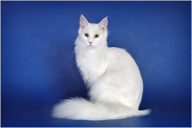 Обои картинки фото животные, коты, кошка, красавица