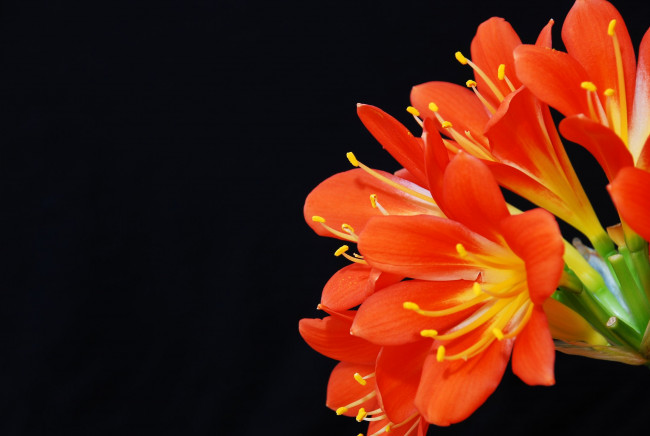 Обои картинки фото цветы, кливия, оранжевый
